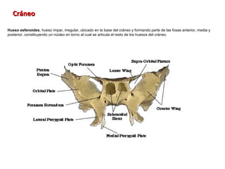 Cráneo

Hueso esfenoides, hueso impar, irregular, ubicado en la base del cráneo y formando parte de las fosas anterior, media y
posterior, constituyendo un núcleo en torno al cual se articula el resto de los huesos del cráneo.
 