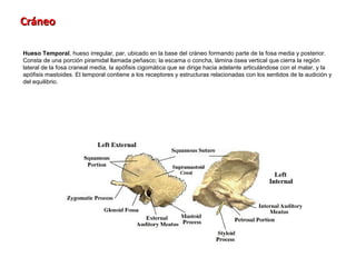 Cráneo

Hueso Temporal, hueso irregular, par, ubicado en la base del cráneo formando parte de la fosa media y posterior.
Consta de una porción piramidal llamada peñasco; la escama o concha, lámina ósea vertical que cierra la región
lateral de la fosa craneal media, la apófisis cigomática que se dirige hacia adelante articulándose con el malar, y la
apófisis mastoides. El temporal contiene a los receptores y estructuras relacionadas con los sentidos de la audición y
del equilibrio.
 