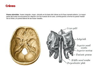 Cráneo

Hueso etmoides, hueso irregular, impar, ubicado en la base del cráneo en la fosa craneal anterior. La mayor
parte del hueso se encuentra en relación con los huesos de la cara, contribuyendo a formar la pared medial
de la órbita y la pared lateral de las fosas nasales.
 