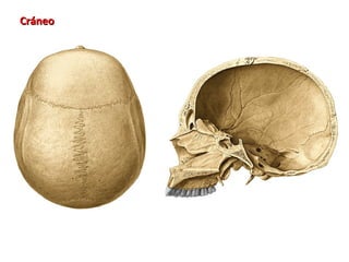 Cráneo
 
