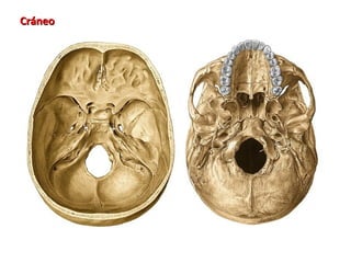 Cráneo
 