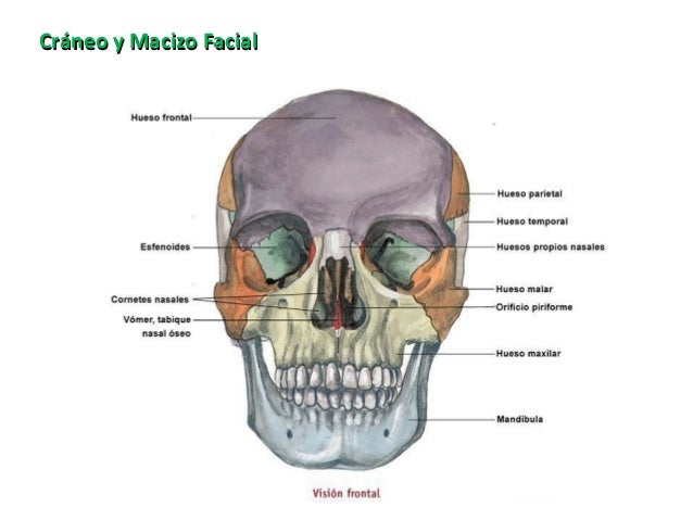 Huesos Del Craneo Y Macizo Facial es.slideshare.net