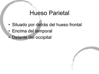 Hueso Parietal
• Situado por detrás del hueso frontal
• Encima del temporal
• Delante del occipital
 