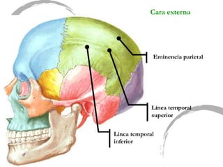 Cara externa
Línea temporal
superior
Eminencia parietal
Línea temporal
inferior
 