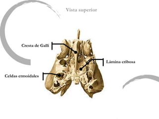 Vista superior
Lámina cribosa
Cresta de Galli
Celdas etmoidales
 