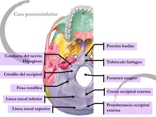 Cara posteroinferior
Foramen magno
Porción basilar
Tubérculo faríngeo
Cresta occipital externa
Protuberancia occipital
externa
Línea nucal inferior
Línea nucal superior
Cóndilo del occipital
Fosa condílea
Conducto del nervio
Hipogloso
 