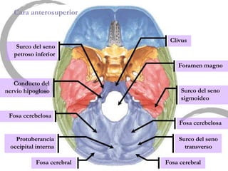 Foramen magno
Fosa cerebelosa
Fosa cerebral
Fosa cerebelosa
Clivus
Cara anterosuperior
Fosa cerebral
Protuberancia
occipital interna
Surco del seno
transverso
Surco del seno
sigmoideo
Conducto del
nervio hipogloso
Surco del seno
petroso inferior
 