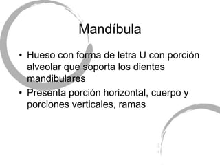 Mandíbula
• Hueso con forma de letra U con porción
alveolar que soporta los dientes
mandibulares
• Presenta porción horizontal, cuerpo y
porciones verticales, ramas
 