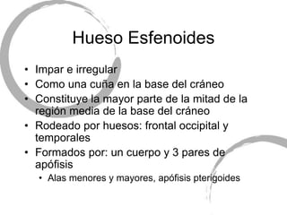 Hueso Esfenoides
• Impar e irregular
• Como una cuña en la base del cráneo
• Constituye la mayor parte de la mitad de la
región media de la base del cráneo
• Rodeado por huesos: frontal occipital y
temporales
• Formados por: un cuerpo y 3 pares de
apófisis
• Alas menores y mayores, apófisis pterigoides
 