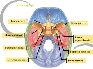Vista superior
Borde escamoso
Borde parietal
Foramen redondo
Fisura
supraorbitaria
Borde frontal
Foramen oval
Foramen espinoso
Foramen rasgado
 