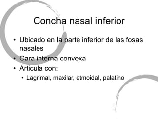 Concha nasal inferior
• Ubicado en la parte inferior de las fosas
nasales
• Cara interna convexa
• Articula con:
• Lagrimal, maxilar, etmoidal, palatino
 