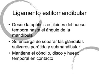 Ligamento estilomandibular
• Desde la apófisis estiloides del hueso
tempora hasta el ángulo de la
mandíbula
• Se encarga de separar las glándulas
salivares parótida y submandibular
• Mantiene el cóndilo, disco y hueso
temporal en contacto
 