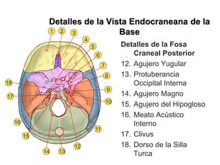 Detalles de la Vista Endocraneana de la
Base
Detalles de la Fosa
Craneal Posterior
12. Agujero Yugular
13. Protuberancia
Occipital Interna
14. Agujero Magno
15. Agujero del Hipogloso
16. Meato Acústico
Interno
17. Clivus
18. Dorso de la Silla
Turca
1 3
5
6
7
2
8
9
4
10
11
12
13
14
15
16
17
18
 