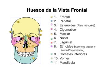 Huesos de la Vista Frontal
1. Frontal
2. Parietal
3. Esfenoides (Alas mayores)
4. Cigomático
5. Maxilar
6. Nasal
7. Lagrimal
8. Etmoides (Cornetes Medios y
Lámina Perpendicular)
9. Cornetes inferiores
10. Vomer
11. Mandíbula
1
2
3
4
5
6 7
8
9
10
11
2
 
