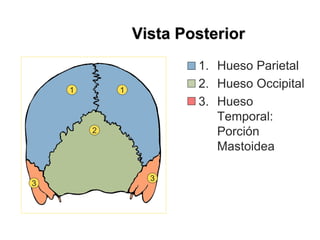 Vista Posterior
1. Hueso Parietal
2. Hueso Occipital
3. Hueso
Temporal:
Porción
Mastoidea
1
2
3
3
1
 