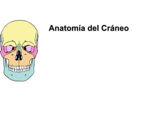 Anatomía del Cráneo
Febrero 2007
 