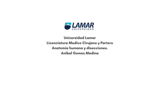 Universidad Lamar
Licenciatura Medico Cirujano y Partero
Anatomía humana y disecciones.
Anibal Gomez Medina
 