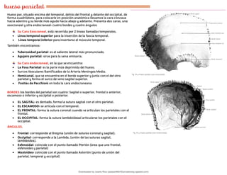 huesos del craneo y partes anatómicas con descripciónes | PDF