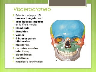 Viscerocraneo
 Esta formado por 15
huesos irregulares:
 Tres huesos impares
en la línea media:
 Mandíbula
 Etmoides
 Vómer
 6 huesos pares
bilaterales:
 maxilares,
 cornetes nasales
inferiores,
 cigomáticos,
 palatinos,
 nasales y lacrimales
 