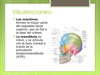 Viscerocraneo
 Los maxilares
forman la mayor parte
del esqueleto facial
superior, que se fija a
la base del cráneo.
 La mandíbula es
móvil, y se articula
con la base craneal a
través de la
articulación
temporomandibular
(ATM).
 