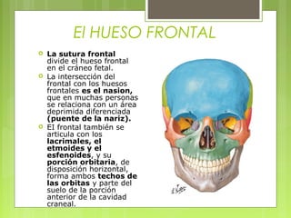 El HUESO FRONTAL
 La sutura frontal
divide el hueso frontal
en el cráneo fetal.
 La intersección del
frontal con los huesos
frontales es el nasion,
que en muchas personas
se relaciona con un área
deprimida diferenciada
(puente de la nariz).
 EI frontal también se
articula con los
lacrimales, el
etmoides y el
esfenoides, y su
porción orbitaria, de
disposición horizontal,
forma ambos techos de
las orbitas y parte del
suelo de la porción
anterior de la cavidad
craneal.
 