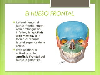 El HUESO FRONTAL
 Lateralmente, el
hueso frontal emite
otra prolongacion
inferior, la apofisis
cigomatica, que
forma el reborde
lateral superior de la
orbita.
 Esta apofisis se
articula con la
apofisis frontal del
hueso cigomatico.
 