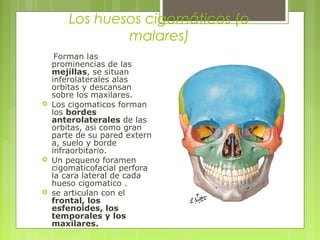 Los huesos cigomáticos (o
malares)
Forman las
prominencias de las
mejillas, se situan
inferolaterales alas
orbitas y descansan
sobre los maxilares.
 Los cigomaticos forman
los bordes
anterolaterales de las
orbitas, asi como gran
parte de su pared extern
a, suelo y borde
infraorbitario.
 Un pequeno foramen
cigomaticofacial perfora
la cara lateral de cada
hueso cigomatico .
 se articulan con el
frontal, los
esfenoides, los
temporales y los
maxilares.
 