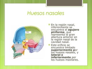Huesos nasales
 En la región nasal,
inferiormente se
encuentra el agujero
piriforme, que
representa la gran
abertura anterior en
la región nasal de la
cavidad nasal.
 Este orificio se
encuentra limitado
superiormente por
los huesos nasales, y
lateral e
inferiormente por
los huesos maxilares.
 
