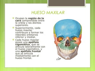 HUESO MAXILAR
 Ocupan la región de la
cara comprendida entre
la orbita y los dientes
superiores.
 Superiormente, cada
hueso maxilar
contribuye a formar los
rebordes orbitarios
inferior y medial.
 Cada hueso maxilar
posee una apófisis
cigomática, que se
articula lateralmente con
el hueso cigomático, y
una apófisis frontal
que se articula
medialmente con el
hueso frontal.
 