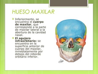 HUESO MAXILAR
 Inferiormente, se
encuentra el cuerpo
de maxilar, que
corresponde a la parte
de maxilar lateral a la
abertura de la cavidad
nasal.
 El agujero
infraorbitario: se
encuentra en la
superficie anterior de
cuerpo del maxilar,
inmediatamente por
debajo del reborde
orbitario inferior.
 