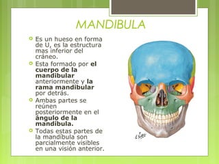 MANDIBULA
 Es un hueso en forma
de U, es la estructura
mas inferior del
cráneo.
 Esta formado por el
cuerpo de la
mandibular
anteriormente y la
rama mandibular
por detrás.
 Ambas partes se
reúnen
posteriormente en el
ángulo de la
mandíbula.
 Todas estas partes de
la mandíbula son
parcialmente visibles
en una visión anterior.
 