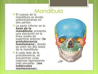 Mandíbula El cuerpo de la
mandíbula se divide
arbitrariamente en
dos partes:
 La parte inferior es la
base de la
mandíbula: presenta
una elevación en la
línea media de
superficie anterior (la
protuberancia
mentoniana), donde
se unen los dos lados
de la mandíbula.
 A cada lado de la
protuberancia, se
encuentran unas
regiones ligeramente
mas elevadas (los
tubérculos
mentonianos).
 