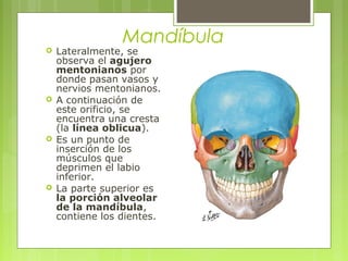 Mandíbula
 Lateralmente, se
observa el agujero
mentonianos por
donde pasan vasos y
nervios mentonianos.
 A continuación de
este orificio, se
encuentra una cresta
(la línea oblicua).
 Es un punto de
inserción de los
músculos que
deprimen el labio
inferior.
 La parte superior es
la porción alveolar
de la mandíbula,
contiene los dientes.
 