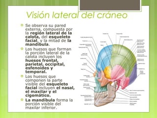 Visión lateral del cráneo
 Se observa su pared
externa, compuesta por
la región lateral de la
calota, del esqueleto
facial, y la mitad de la
mandíbula.
 Los huesos que forman
la porción lateral de la
calota incluyen los
huesos frontal,
parietal, occipital,
esfenoides y
temporal.
 Los huesos que
componen la parte
visible del esqueleto
facial incluyen el nasal,
el maxilar y el
cigomático.
 La mandíbula forma la
porción visible del
maxilar inferior.
 