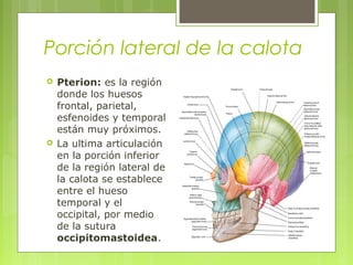 Porción lateral de la calota
 Pterion: es la región
donde los huesos
frontal, parietal,
esfenoides y temporal
están muy próximos.
 La ultima articulación
en la porción inferior
de la región lateral de
la calota se establece
entre el hueso
temporal y el
occipital, por medio
de la sutura
occipitomastoidea.
 