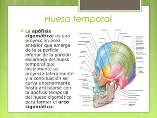 Hueso temporal
 La apófisis
cigomática: es una
proyección ósea
anterior que emerge
de la superficie
inferior de la porción
escamosa del hueso
temporal que
inicialmente se
proyecta lateralmente
y a continuación se
curva anteriormente
hasta articularse con
la apófisis temporal
del hueso cigomático
para formar el arco
cigomático.
 