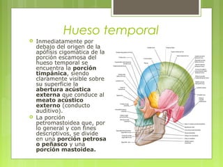 Hueso temporal
 Inmediatamente por
debajo del origen de la
apófisis cigomática de la
porción escamosa del
hueso temporal se
encuentra la porción
timpánica, siendo
claramente visible sobre
su superficie la
abertura acústica
externa que conduce al
meato acústico
externo (conducto
auditivo).
 La porción
petromastoidea que, por
lo general y con fines
descriptivos, se divide
en una porción petrosa
o peñasco y una
porción mastoidea.
 