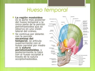 Hueso temporal
 La región mastoidea
es la parte mas posterior
del hueso temporal y la
única parte de la porción
petromastoidea que se
observa en una visión
lateral del cráneo.
 Se continua por delante
con la porción
escamosa del
temporal, se articula
superiormente con el
hueso parietal por medio
de la sutura
parietomastoidea, y
posteriormente lo hace
con el hueso occipital a
través de la sutura
occipitomastoidea.
 