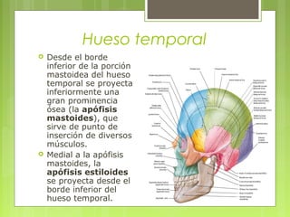 Hueso temporal
 Desde el borde
inferior de la porción
mastoidea del hueso
temporal se proyecta
inferiormente una
gran prominencia
ósea (la apófisis
mastoides), que
sirve de punto de
inserción de diversos
músculos.
 Medial a la apófisis
mastoides, la
apófisis estiloides
se proyecta desde el
borde inferior del
hueso temporal.
 