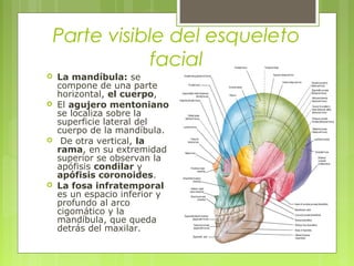 Parte visible del esqueleto
facial
 La mandíbula: se
compone de una parte
horizontal, el cuerpo,
 El agujero mentoniano
se localiza sobre la
superficie lateral del
cuerpo de la mandíbula.
 De otra vertical, la
rama, en su extremidad
superior se observan la
apófisis condilar y
apófisis coronoides.
 La fosa infratemporal
es un espacio inferior y
profundo al arco
cigomático y la
mandíbula, que queda
detrás del maxilar.
 