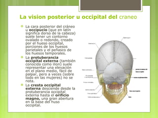 La vision posterior u occipital del craneo
 La cara posterior del cráneo
u occipucio (que en latín
significa dorso de la cabeza)
suele tener un contorno
ovalado o redondo, creado
por el hueso occipital,
porciones de los huesos
parietales y el peñasco de
los huesos temporales.
 La protuberancia
occipital externa (también
conocida como ilion) suele
representar una elevación
en el plano medio, fácil de
palpar, pero a veces (sobre
todo en las mujeres) no se
nota.
 La cresta occipital
externa desciende desde la
protuberancia occipital
externa hasta el orificio
magno, una gran abertura
en la base del huso
occipital.
 