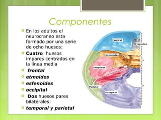 Componentes
 En los adultos el
neurocraneo esta
formado por una serie
de ocho huesos:
 Cuatro huesos
impares centrados en
la línea media
 frontal
 etmoides
 esfenoides
 occipital
 Dos huesos pares
bilaterales:
 temporal y parietal
 