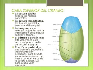CARA SUPERIOR DEL CRANEO
 La sutura sagital,
separa los huesos
parietales
 La sutura lambdoidea,
los huesos parietal y
temporal del occipital
 La bregma, es la
referencia que forman la
intersección de la sutura
sagital y coronal.
 El vértice o porción mas
alta del cráneo esta
cerca del punto medio
de la sutura sagital.
 El orificio parietal es
una abertura pequeña e
inconstante (en
ocasiones, par) situada
en la parte posterior del
hueso parietal, cerca de
la sutura sagital. Da
paso a una vena
emisaria.
 