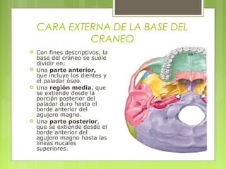 CARA EXTERNA DE LA BASE DEL
CRANEO
 Con fines descriptivos, la
base del cráneo se suele
dividir en:
 Una parte anterior,
que incluye los dientes y
el paladar óseo.
 Una región media, que
se extiende desde la
porción posterior del
paladar duro hasta el
borde anterior del
agujero magno.
 Una parte posterior,
que se extiende desde el
borde anterior del
agujero magno hasta las
líneas nucales
superiores.
 