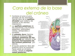Cara externa de la base
del cráneo Contiene el arco el arco
alveolar de los maxilares
(borde libre de la apófisis
alveolar que rodea y da
soporte a los dientes
maxilares),
 La apófisis palatinas de
los maxilares y los huesos
palatinos, esfenoides,
vómer, temporales y
occipital .
 El paladar duro (lamina
ósea) se forma por las
apófisis palatinas de los
maxilares por delante y las
laminas horizontales de
los huesos palatinos por
detrás.
 El borde posterior libre del
palatino duro se proyecta
hacia atrás en el plano
medio, dando la espina
nasal posterior.
 