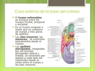 Cara externa de la base del cráneo
 El hueso esfenoides,
se enclava entre los
huesos frontal, temporal
y occipital,
 Es un hueso irregular e
impar que se compone
de cuerpo y tres pares
de apófisis:
 Las alas mayores, las
menores; se extienden
lateralmente desde el
cuerpo.
 Las apófisis
pterigoides, integradas
por las laminas
pterigoides lateral y
medial, se extienden por
debajo a cada lado del
esfenoides desde la
unión entre el cuerpo y
las alas mayores.
 
