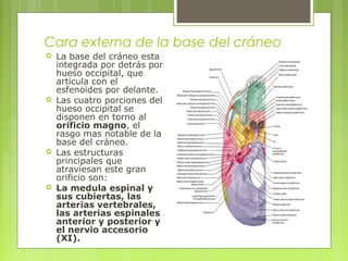 Cara externa de la base del cráneo
 La base del cráneo esta
integrada por detrás por
hueso occipital, que
articula con el
esfenoides por delante.
 Las cuatro porciones del
hueso occipital se
disponen en torno al
orificio magno, el
rasgo mas notable de la
base del cráneo.
 Las estructuras
principales que
atraviesan este gran
orificio son:
 La medula espinal y
sus cubiertas, las
arterias vertebrales,
las arterias espinales
anterior y posterior y
el nervio accesorio
(XI).
 