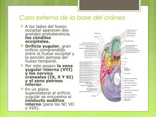 Cara externa de la base del cráneo
 A los lados del hueso
occipital aparecen dos
grandes protuberancia,
los cóndilos
occipitales.
 Orificio yugular, gran
orificio comprendido
entre el hueso occipital y
la porción petrosa del
hueso temporal.
 Por este pasan: la vena
yugular interna (VYI)
y los nervios
craneales (IX, X Y XI)
y el seno petroso
inferior.
 En un plano
superolateral al orificio
yugular se encuentra el
conducto auditivo
interno (para los NC VII
y VIII).
 