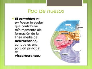 Tipo de huesos
 El etmoides es
un hueso irregular
que contribuye
mínimamente ala
formación de la
línea media del
neurocraneo,
aunque es una
porción principal
del
viscerocraneo.·
 