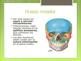 Hueso maxilar
 Por este pasan los
vasos y nervios
infraorbitarios.
 Inferiormente, cada
maxilar termina en la
apófisis alveolares,
que contienen los
dientes.
 Los dos maxilares
están unidos por la
sutura intermaxilar
en el plano medio.
 